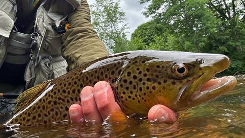 a large brown trout caught by a fly fisherman