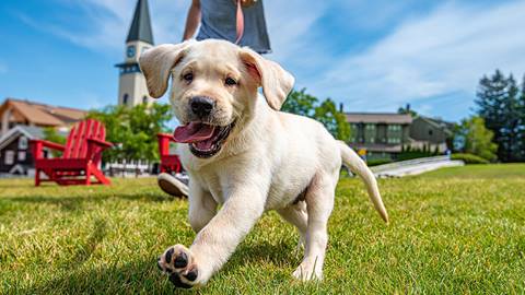 Stratton Dog Events and Hikes