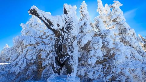 Summit Bear at Stratton